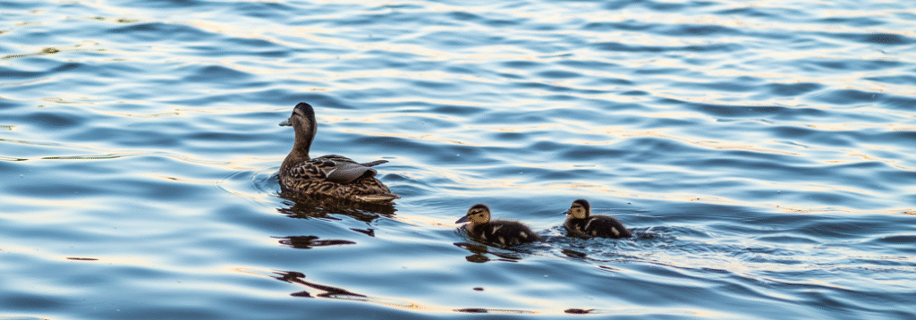 2023年6月アップデートのお知らせ